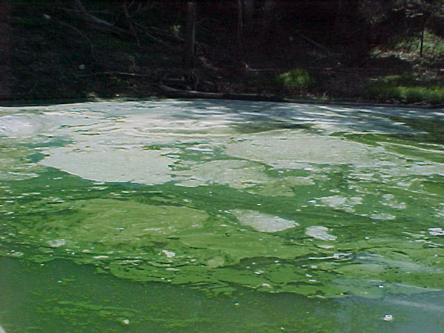 Blue-Green Algae